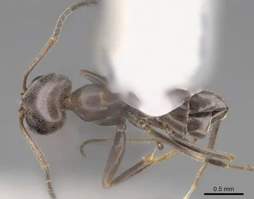 Dorymyrmex insanus - CASENT0914496