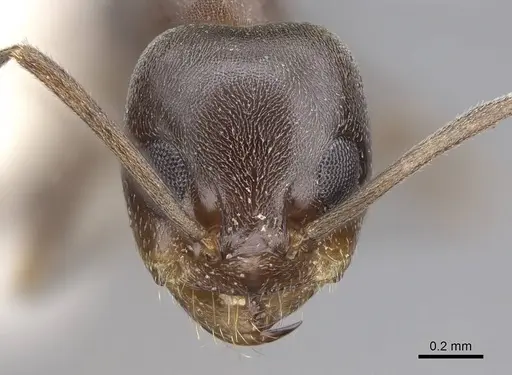 Dorymyrmex insanus - CASENT0914496