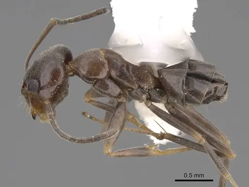 Dorymyrmex insanus - CASENT0914496