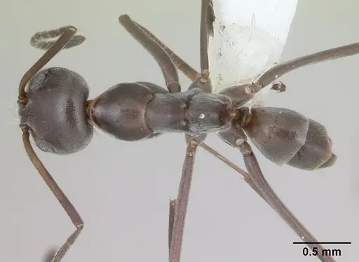Dorymyrmex jheringi specimen