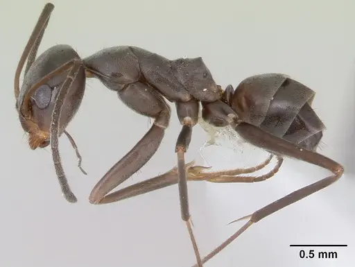 Dorymyrmex jheringi specimen