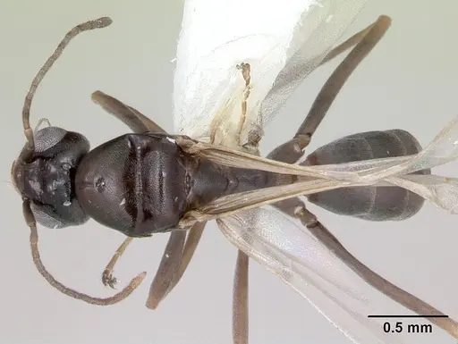 Dorymyrmex jheringi - CASENT0173849