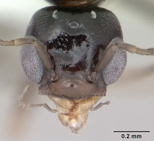 Dorymyrmex jheringi - CASENT0173849