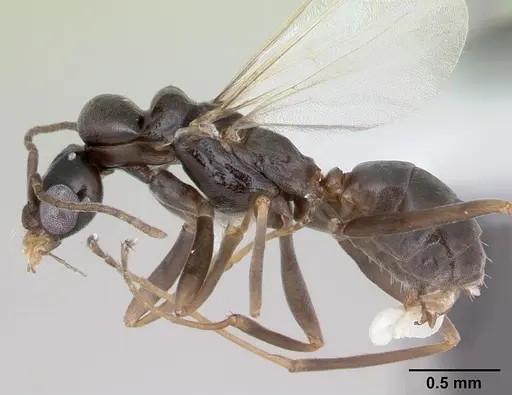 Dorymyrmex jheringi - CASENT0173849