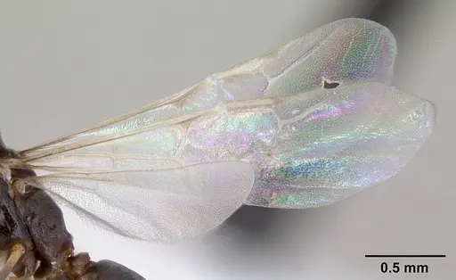 Dorymyrmex jheringi - CASENT0173849