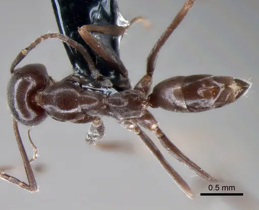 Dorymyrmex jheringi - CASENT0841169