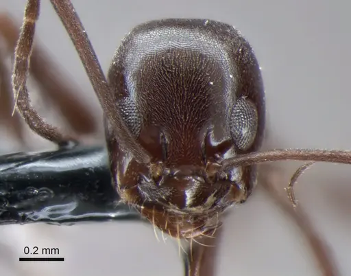 Dorymyrmex jheringi - CASENT0841169