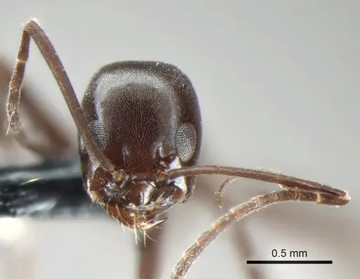 Dorymyrmex jheringi - CASENT0841169