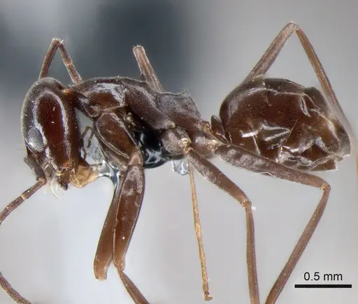 Dorymyrmex jheringi - CASENT0841169