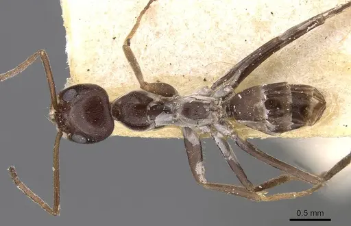 Dorymyrmex jheringi - CASENT0909738