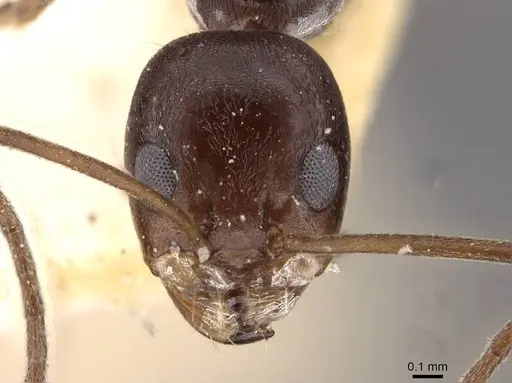 Dorymyrmex jheringi - CASENT0909738