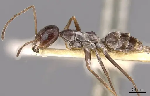 Dorymyrmex jheringi - CASENT0909738