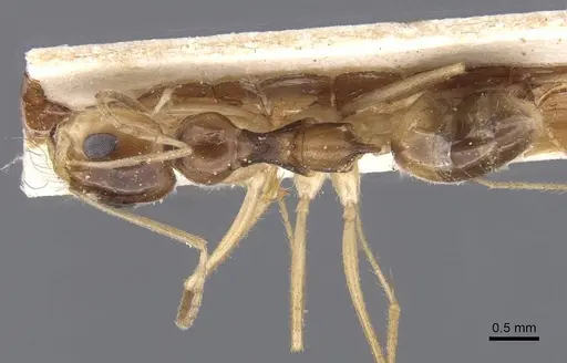 Dorymyrmex joergenseni specimen