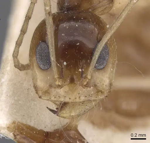 Dorymyrmex joergenseni specimen