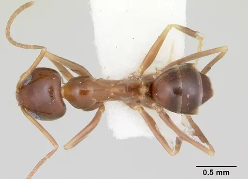 Dorymyrmex lipan specimen