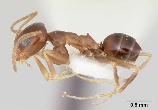 Dorymyrmex lipan specimen