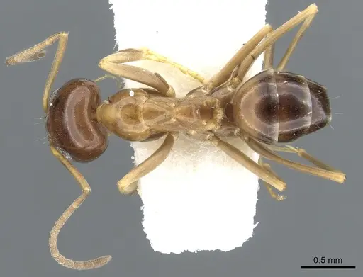 Dorymyrmex lipan - CASENT0902984