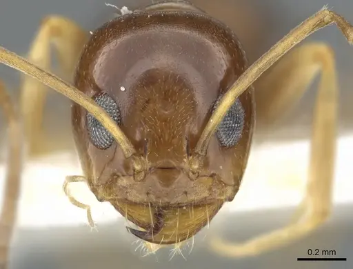 Dorymyrmex lipan - CASENT0902984