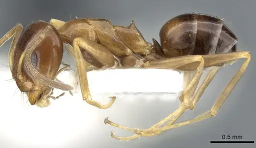 Dorymyrmex lipan - CASENT0902984