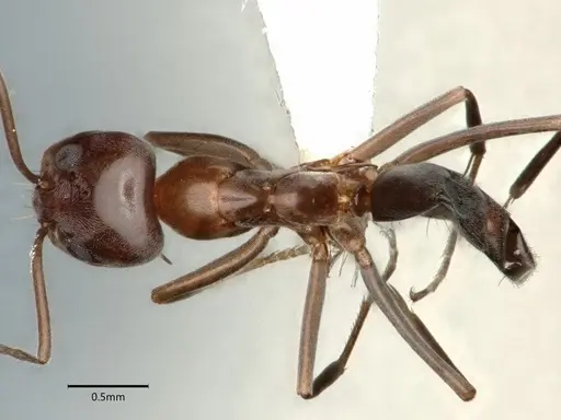Dorymyrmex medeis specimen