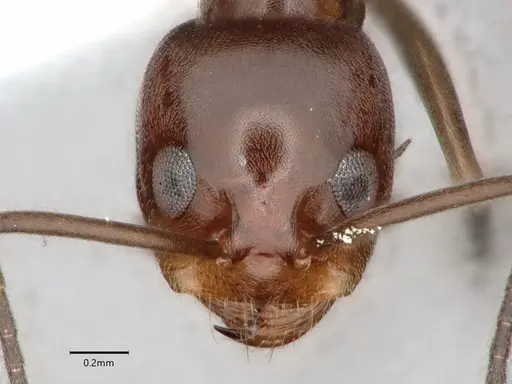 Dorymyrmex medeis specimen