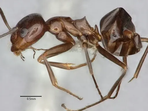 Dorymyrmex medeis specimen