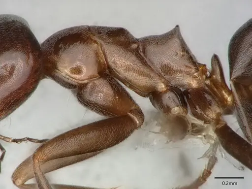 Dorymyrmex medeis - CASENT0841122