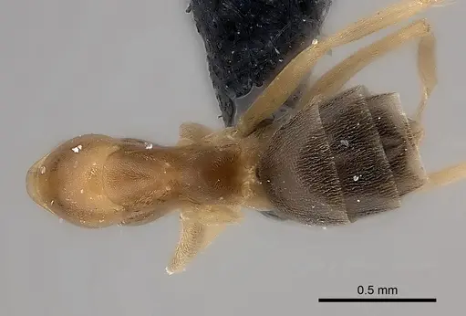 Dorymyrmex minutus specimen