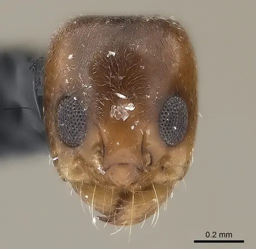 Dorymyrmex minutus specimen