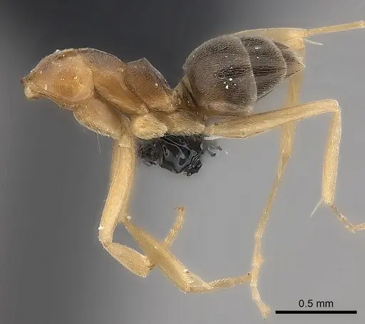 Dorymyrmex minutus specimen