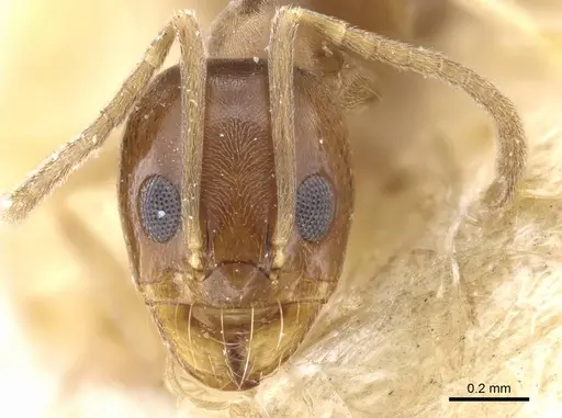 Dorymyrmex minutus - CASENT0905112