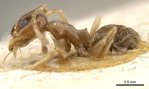 Dorymyrmex minutus - CASENT0905112