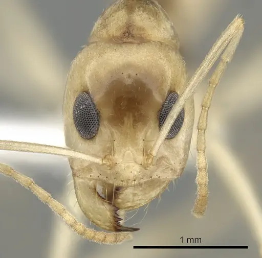 Dorymyrmex morenoi specimen