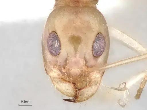 Dorymyrmex morenoi - CASENT0841495