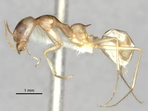 Dorymyrmex morenoi - CASENT0841495
