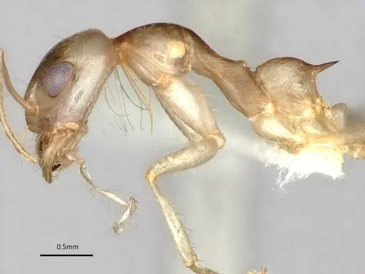 Dorymyrmex morenoi - CASENT0841495