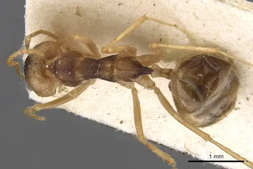 Dorymyrmex morenoi - CASENT0909728