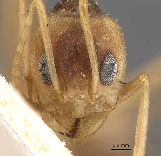 Dorymyrmex morenoi - CASENT0909728