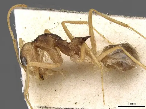 Dorymyrmex morenoi - CASENT0909728