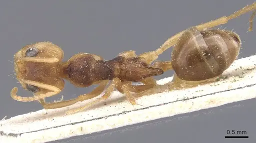 Dorymyrmex morenoi - CASENT0911544