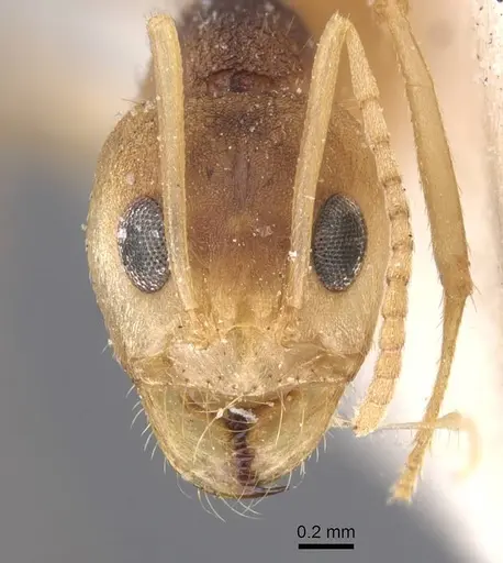 Dorymyrmex morenoi - CASENT0911544