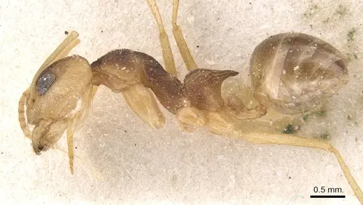 Dorymyrmex morenoi - CASENT0911544