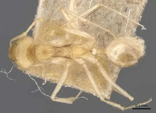 Dorymyrmex morenoi - CASENT0911545