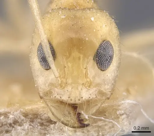 Dorymyrmex morenoi - CASENT0911545