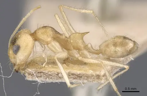 Dorymyrmex morenoi - CASENT0911545