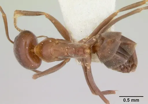 Dorymyrmex paiute specimen