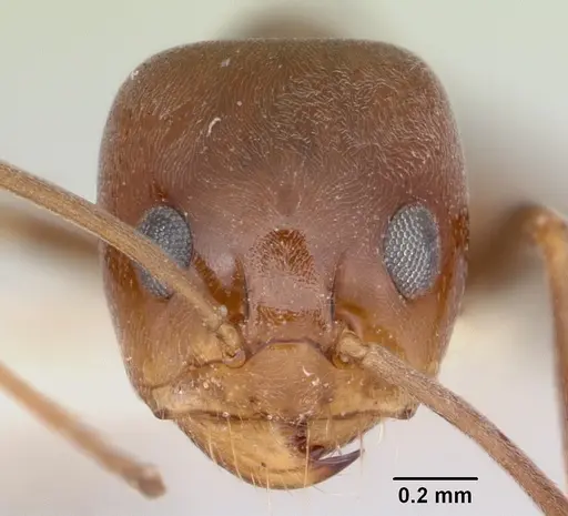Dorymyrmex paiute specimen