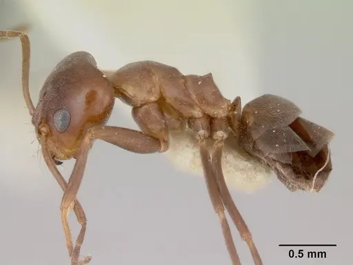 Dorymyrmex paiute specimen