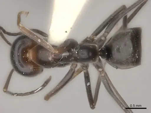 Dorymyrmex pappodes specimen