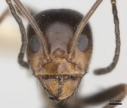 Dorymyrmex pappodes specimen